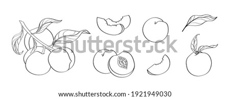 Peach vector set of stock illustrations in hand drawn doodle style. Black line art on white. Whole peaches, sliced peaches, slices, fruit on a branch, leaves.
