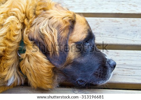 Adult Saint Bernard dog laying down sad and resting