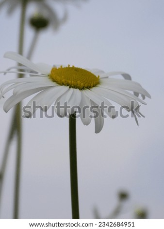 Similar – Image, Stock Photo blooming margarite meadow in front of a blue sky with delicate clouds from the frog’s perspective