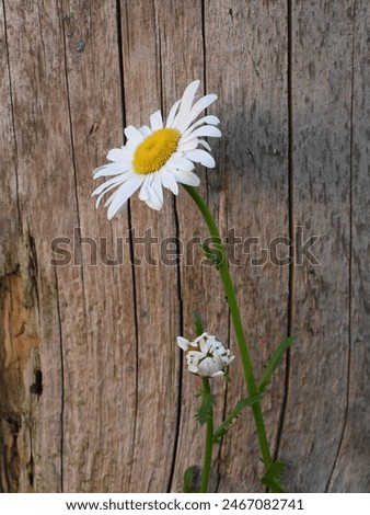Similar – Image, Stock Photo Close-up of a margarite meadow in the evening sun