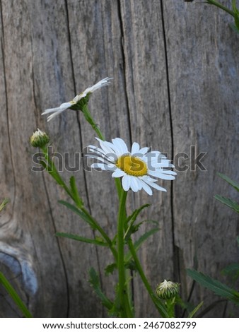 Similar – Image, Stock Photo Close-up of a margarite meadow in the evening sun