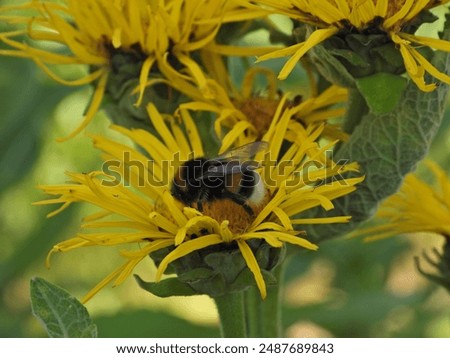 Similar – Image, Stock Photo A bumblebee sits on a flower that is standing in a colourful flower meadow