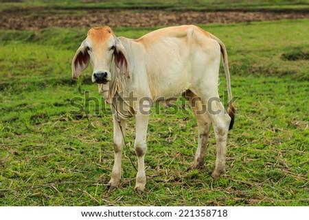 Brown cow standing on green meadow on cloudy sky background and looking to a camera