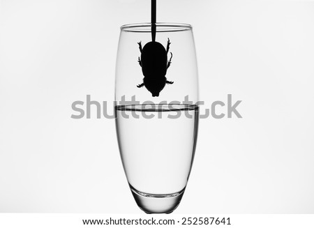 black and white vine glass with water insect falling