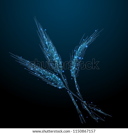 Abstract image of a Wholewheat in the form of a starry sky or space, consisting of points, lines, and shapes in the form of planets, stars and the universe. Vegetables wireframe concept