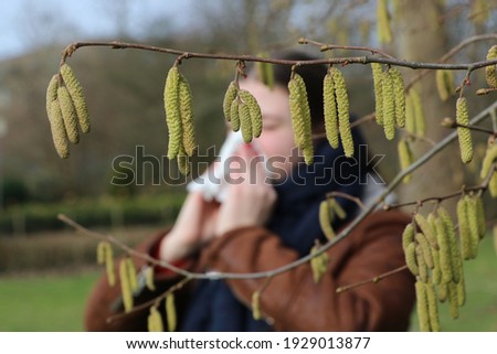 Pollen of flowering hazel trees can cause allergic rhinitis in early spring, close up of catkins in foreground, girl with handkerchief in background Zdjęcia stock © 