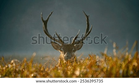 Similar – Image, Stock Photo deer photography animal