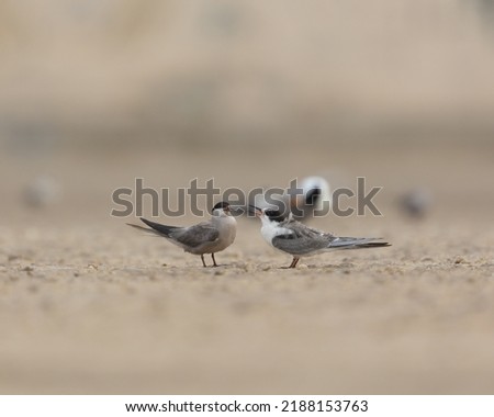 Juvenile white cheeked tern begging for food from an adult, Bahr Stock foto © 