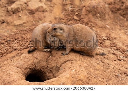 Pair of Prairie Dogs (Cynomys) in a biopark exchanging loving effusions during courtship near their lair. Photo stock © 