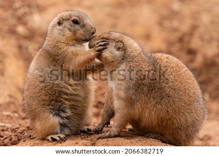 Pair of Prairie Dogs (Cynomys) in a biopark exchanging loving effusions and appearing to be kissing during courtship. Photo stock © 
