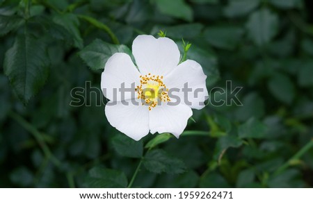 Similar – Image, Stock Photo Solitary flower of cistus or known like flower of the rockrose. Typical flower of Mediterranean forests, Portugal and Extremadura