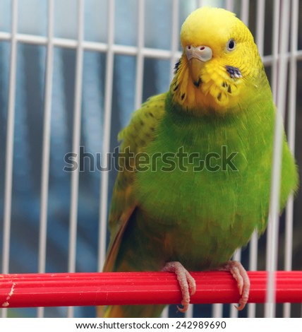 A green wavy parrot sits in a cage