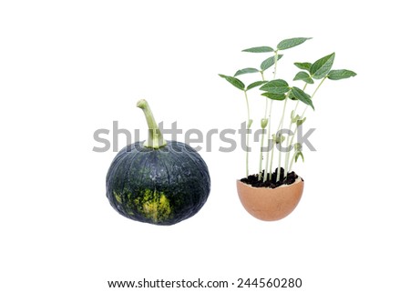 Japanese pumpkin and plant on white background