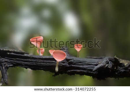 photography champagne mushroom  in rain forest, Thailand.