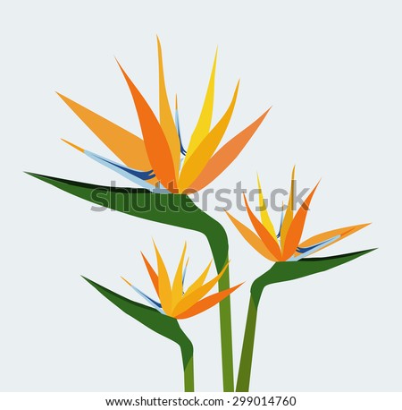 Birds Of Paradise Flowers Stock Vector Illustration 299014760 ...