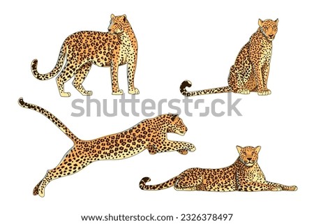 Set of different poses of a leopard, jaguar or cheetah. The predator lies, sits. jumps and stands. African animals in cartoon style. Vector illustration isolated on white background.
