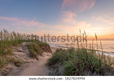 Similar – Image, Stock Photo Dune grass on sandy beach III