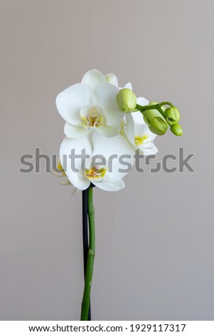 Similar – Image, Stock Photo Close-up of a bouquet of tulips in a cloth bag on the shoulder of a girl. Gift for Women’s Day, Valentine’s Day, Mother’s Day