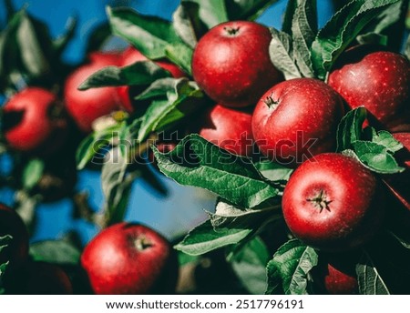 Similar – Image, Stock Photo Ripe red apples hanging on tree in plantation in Lofthus