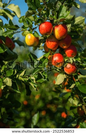 Image, Stock Photo Ripe red apples hanging on tree in plantation in Lofthus