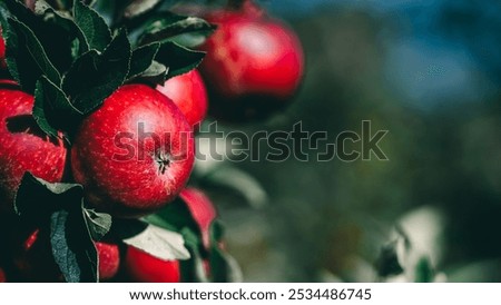 Similar – Image, Stock Photo Apple plantation with a net for protection