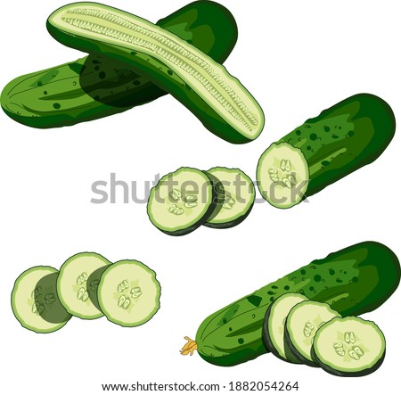 Cucumbers set. Whole cucumber, half, chopped, slices and cucumbers group. Fresh green cucumbers. Organic vegetables. Healthy, diet, vegetarian food. Vector illustrations isolated on white background.