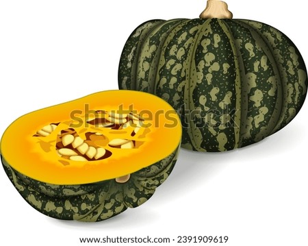 Group of Kabocha winter squash pumpkins. Chestnut squash. Cucurbita maxima. Fruits and vegetables. Isolated vector illustration.