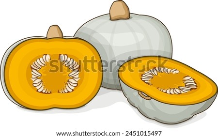 Whole and chopped Crown Prince Squash. Winter squash. Cucurbita maxima. Vegetables. Clipart. Isolated vector illustration.