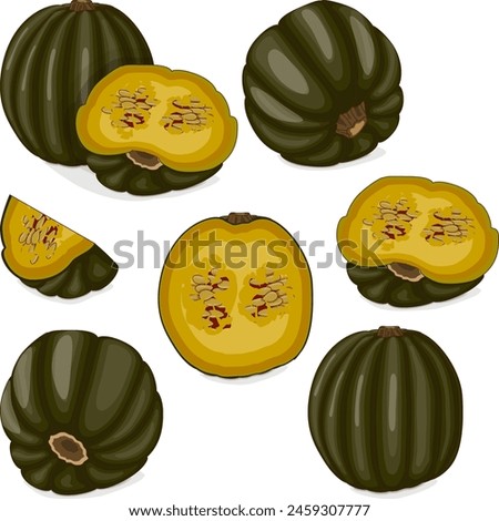 Set of Zapallo Macre Squash. Winter squash. Cucurbita maxima. Fruits and vegetables. Clipart. Isolated vector illustration.