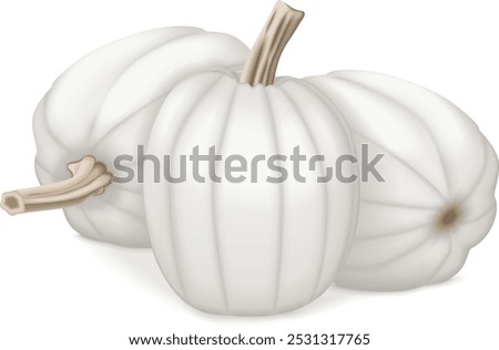 Group of Full Moon pumpkin. Winter squash. Cucurbita maxima. Fruits and vegetables. Isolated vector illustration.