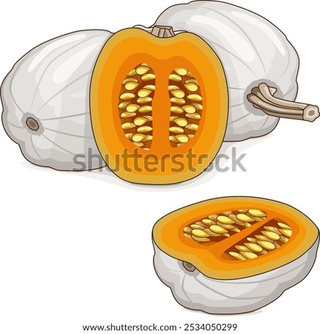 Whole and chopped Full Moon pumpkin. Winter squash. Cucurbita maxima. Vegetables. Clip art. Isolated vector illustration.