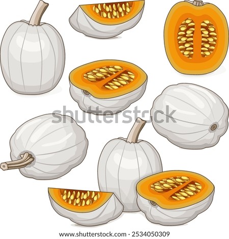 Set of Full Moon pumpkin. Winter squash. Cucurbita maxima. Vegetables. Clip art. Isolated vector illustration.