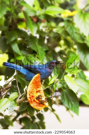 Asian fairy-bluebird eating papaya / Asian fairy-bluebird eating papaya in Kuala Lumpur Bird Park