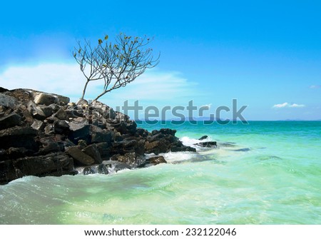 A lonely tree on the shore of the Andaman Sea / A lonely tree on the shore of the Andaman Sea near the Chicken island, Thailand