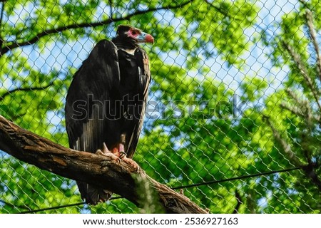 Similar – Image, Stock Photo Wild vulture sitting in nature