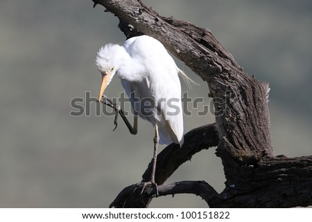 Cattle Egret, Bubulcus ibis