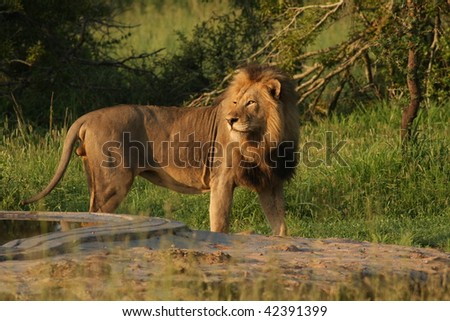 African Lion with tail Problem