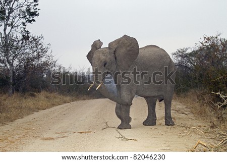 Young Male Elephant