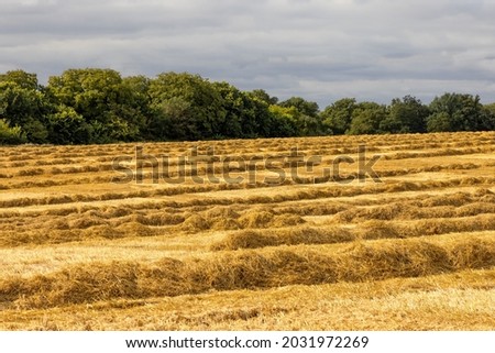 Image, Stock Photo Swaths of straw and conspicuous ruts on a mown field on a slope, in front of six different small deciduous trees, a road and a meadow / Summer