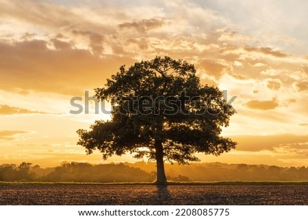 Similar – Foto Bild Ein alleinstehender Baum auf dem Hügel