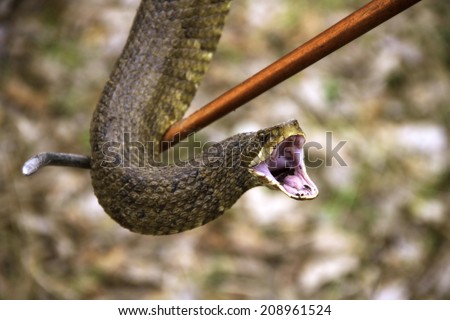 Cottonmouth (Agkistrodon piscivorus) on a snake stick, showing open mouth warning