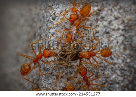 ants teamwork