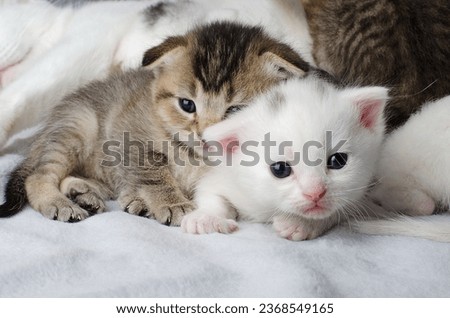 Similar – Image, Stock Photo a very small tomcat lies under a wooden table in the garden