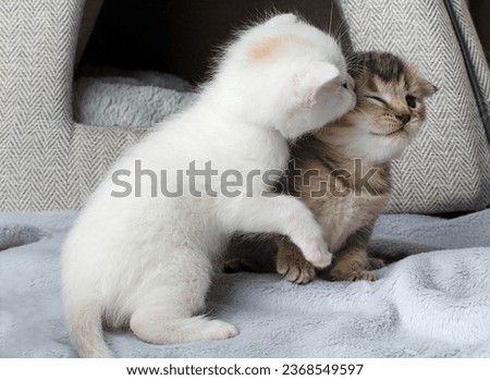 Image, Stock Photo a very small tomcat lies under a wooden table in the garden