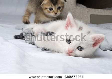 Similar – Image, Stock Photo a very small tomcat lies under a wooden table in the garden