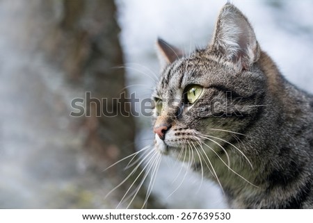 head portrait of an attentive tabby cat, outside