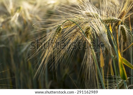 ears of barley with long awns in a sunny field, close up with backlit and narrow depth of field