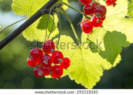 summer berries in the garden, red currants on the bush, illuminated in the back light of the sun