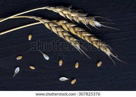 Wheat ears and seed on dark black-brown wood, view from above