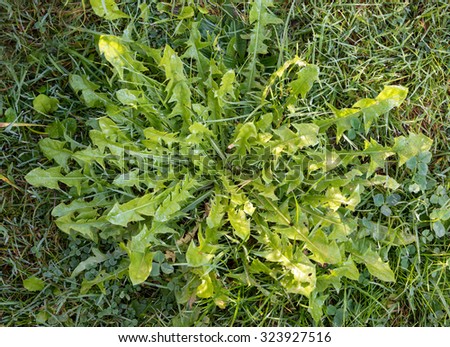 green leaves of dandelion, persistent weed in the lawn or tasty natural salad
